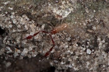 Media type: image;   Invertebrate Zoology 21577